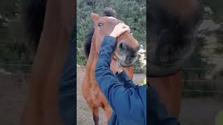 Bella smiling ️ #equestrian ##horseriding #pony #bella #cute #smile #love