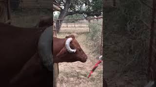 Cow horn cutting #wildlife #shorts