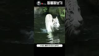 포유류 - 59 호랑이 (Tiger)