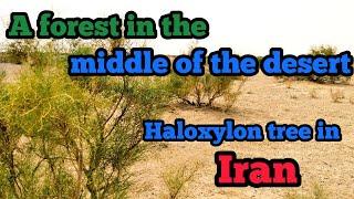 Haloxylon tree | Saleh land