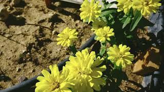 yellow zinnia Flower