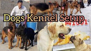 Dogs Kennel Setup of Mr Kashif Sattar in Karachi in Urdu Hindi #dogskennel #dogs #babapetsinfo