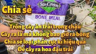 Trồng cây ăn trái ra lá ,không bao giờ ra hoa đậu trái. Chia sẻ loại phân để sử lý cực kì hiệu quả..