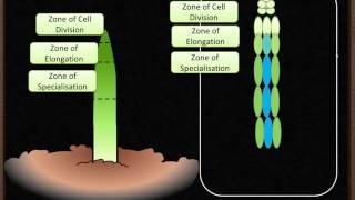 B5- Plant Growth & Meristems