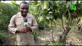 AYEKOO: Cocoa production in Ghana