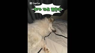 내가 잘때 봉구,삼수니,시월이는 뭐하나?#강아지자는모습#자는강아지#유기견#사지말고입양