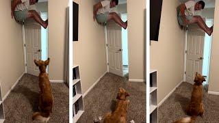 Pet Fun Time | Hilarious Compilation!