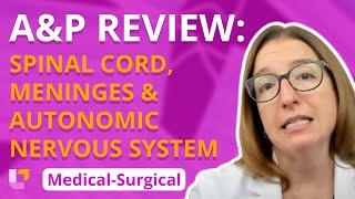 A&P Review: Spinal Cord, Meninges & ANS - Medical-Surgical - Nervous System | @LevelUpRN