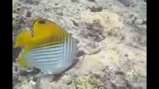 THREADFIN BUTTERFLY FISH