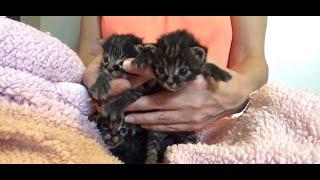 NEW 3 Grumpy Baby Kittens & Momma Cat Charity With Her 5 Chunky Kittens