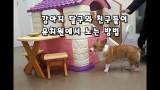 강아지들이 애견유치원에서 노는 방법[해피펫 happypet]