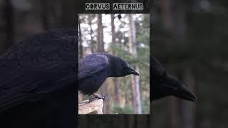 Gandalf The Crow Makes A Call