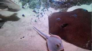 Sting rays and manta rays feeding @ Sydney Aquarium