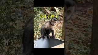 國外兩夫妻養了一只超能幹的小猴子，別人出價500萬都不舍得賣。 #animals #cute #pets #shorts