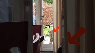Curious Cat Peers Inside: What’s Happening Without Him?