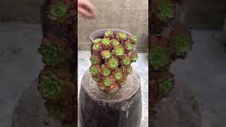 Do not throw broken flower pots | succulents arrangement | ideas for different pots
