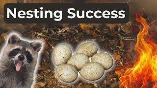 Fire, predators, & nesting success…oh my! | Ep 133
