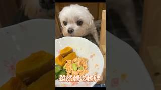 自從貝貝心臟病發急救回來後⋯連續3年做鮮食不間斷