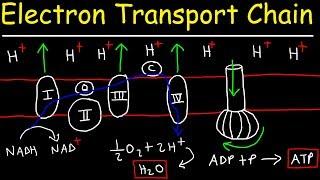 Electron Transport Chain - ATP Synthase, Chemiosmosis, & Oxidative Phosphorylation