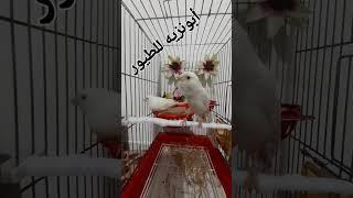 زوج كناري أبيض