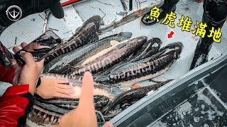 久違的魚虎鋪滿地！#鵝大人 #路亞 #魚虎