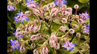 БУРАЧНИК  (BORAGO)  сем. Бурачниковые