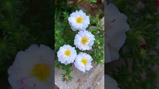 beautiful flower and nice video #nature #udaipurpalace