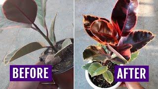 SECRET to GROW Rubber Plant FASTER at Home