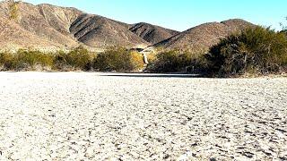 Yucca Man sighting on Mojave Desert Land Trust preserve