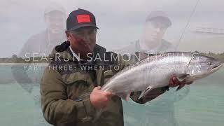 Sea-run salmon fishing video - all episodes