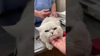 Big British cat got vaccination