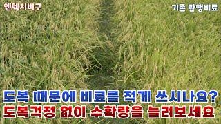 벼농사, 도복걱정 없이 수확량을 늘려보세요. (전남 영광군 품종 : 새청무)