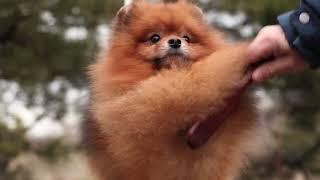 Pomeranian dog Darikar You Can Win Everyone. #cutepomeranian #pomeranian #pomeranians