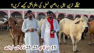 Brahman Cows Farming in Pakistan ll Brahman Bull Business idea by Haji Shaukat Doggar of Multan