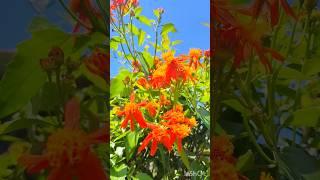 Mexicanflame vine#garden#shortreel#reelfeed