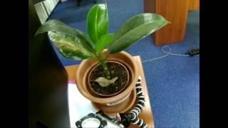 Fikus Flower - 1 year 6 months per 2 min 20 sec timelapse video
