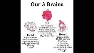 BRAINS - OUR 3 BRAINS