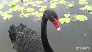 Black Swan In Close Up