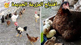 نقلت الدجاج للمزرعة الجديدة + فقست الأماية وبناتهة