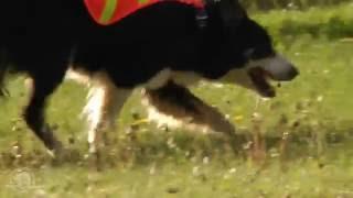 Extraordinary Dog, Extraordinary Job - Waterton Lakes National Park