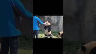眼前这只大熊猫人模人样的#panda #搞笑  #animals #cute #萌宠 #funny #pets