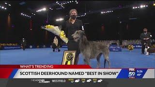 Best in Show goes to Scottish deerhound