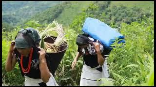 Thüvopisümi Women Millet Harvesting: With the Department of Agriculture.