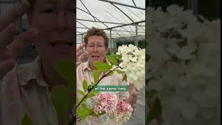 Hydrangea paniculata ‘Vanille Fraise’ | Zones 3 to 8