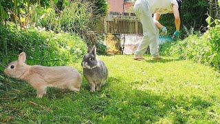 Bunny Cam #5 - Summer Garden Run - Netherland Dwarf Rabbits - Slice of Life