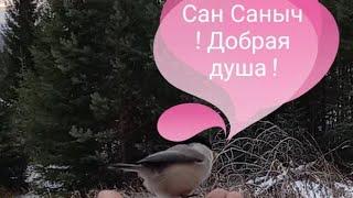 Сан Саныч поделился обедом с синицами-гаичками !