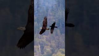 Bald Eagle and Raven engage in mid-air fish chase!  ‍⬛  #Eagle #raven #birds #shortvideo