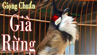 Luyện Giọng VÍP Cho Chào Mào Má Trắng,- Kích Bổi Đấu Ché - Chào Mào Non Dễ Học - Giọng Hay.chao mao