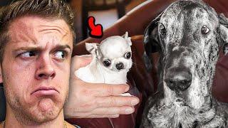 The Biggest/Smallest Dogs In The World Meet.