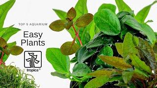 Top 5 Easy Aquarium Plants